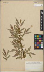 Foto von Salix pomeranica Willd.